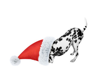 Dalmatian dog in a santa hat