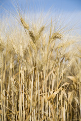 Close-up of wheat