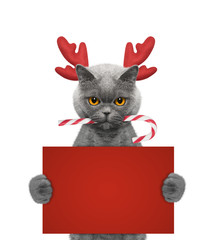 Cute cat in reindeer antlers holding a card with space for text