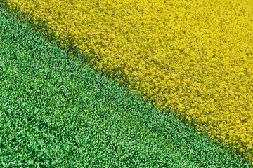 Field of Colza and Wheat