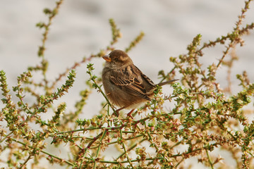 Sparrow on the Shrubbery