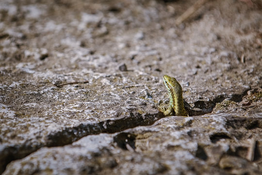 Lizard Looking out of a Crevice