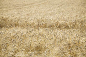 Wheat field