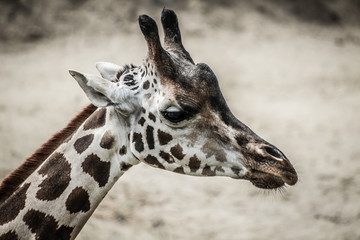 Naklejka premium giraffe