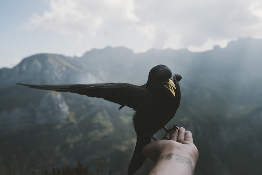 Black Bird eating food out of the hand of a person with mountains and blue sky with lightrays in the background