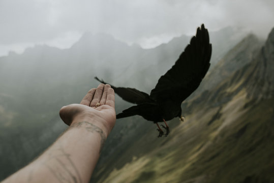 Black Bird flying away after eating food out of the hand of a person with mountains and blue sky with lightrays in the background