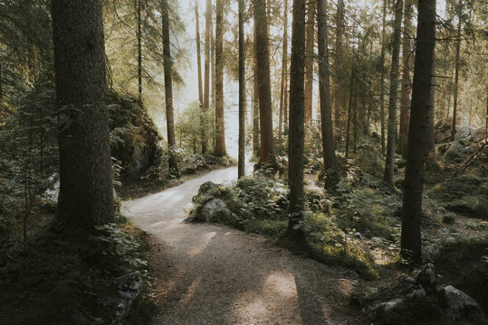 Magical Forest path shining golden through warm sunlight at the morning