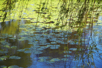 Willow Branches Over Lily Pad Covered Pond