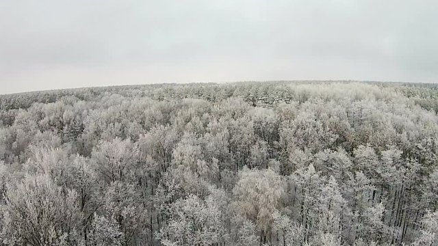 Aerial view of winter forest with snow on the trees