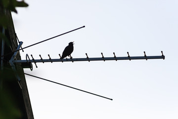 Silhouette of a singing starling bird sitting on a TV antenna