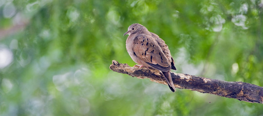 Ruddy ground dove under the shade of the leafy tree