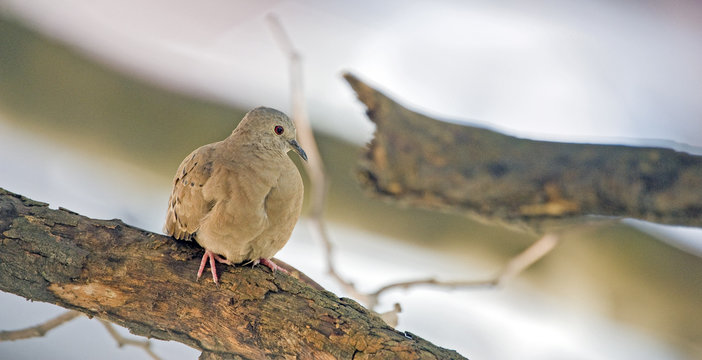 Ruddy ground dove on the thick branch of the tree