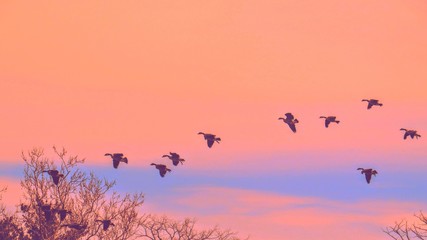 Birds Flying In Formation In The Bright Colorful Sky 