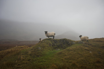 Sheep grazing on misty farm