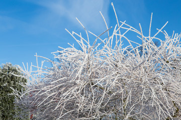 Willow tree with frost on background of blue sky. Frosty winter