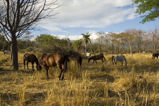 Farmland with horses grazing, Hacienda Guachipelin, near Rincon de la Vieja National Park, Guanacaste