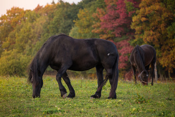 Friesian horse and autumn landscape