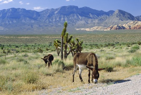 Wild mules, The Spring Mountains, Nevada, USA