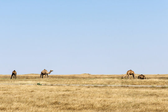 wildlife Camel eating landscape Oman salalah Arabic 6