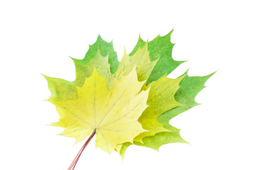 Colorful autumn maple leaf isolated on white background
