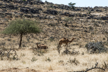 Fototapeta na wymiar wildlife Camel looking inside Camera Oman salalah landscape Arabic 12