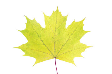 Colorful autumn maple leaf isolated on white background