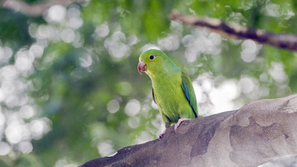 Plain parakeet under the shade of the leafy tree