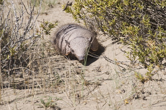 Armadillo, Valdes Peninsula, Patagonia, Argentina