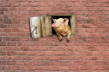 pig looks out from window of shed on the brick wall