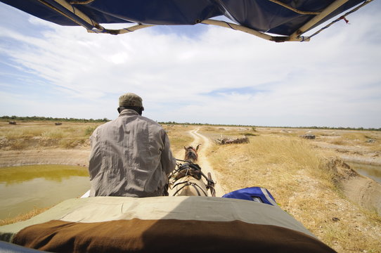 Horse and cart on track, Sine Saloum Delta, Senegal, West Africa