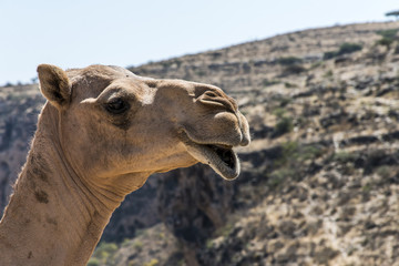 wildlife Camel looking funny inside Camera Oman salalah landscape Arabic 4
