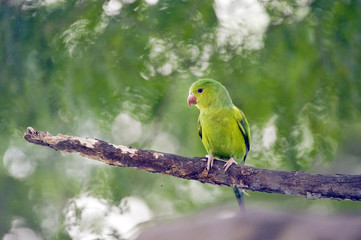 Plain parakeet under the shade of the leafy tree