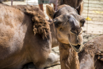 Fototapeta premium Camel funny sweet looking smiling inside Camera Oman salalah Arabic 3