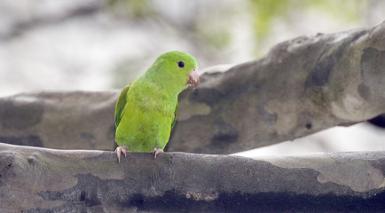 Plain parakeet under the shade of the leafy tree