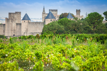 Fototapeta na wymiar Vineyards growing outside the medieval fortress of Carcassonne 