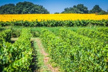The vineyards along the famous wine route in Alsace, France