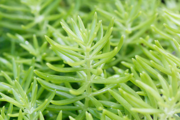 Background of purslane plant.