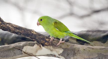 Plain parakeet under the shade of the leafy tree
