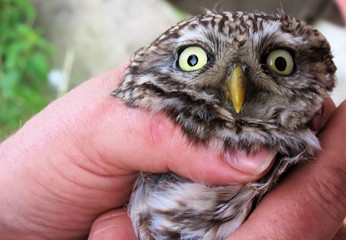 gefangener steinkauz