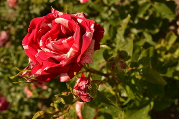 Rose garden in Baden, Austria.