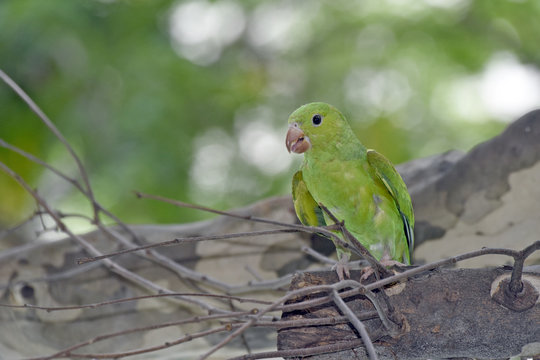 Plain parakeet under the shade of the leafy tree