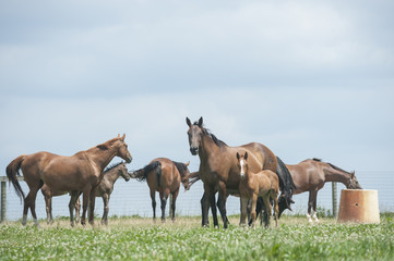 Obraz na płótnie Canvas Hanovarian Warmblood mare and foal horses