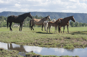 Fototapeta na wymiar Quarter horse mares and foals in open paddock