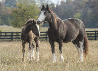 Gypsy Vanner horse mare and foal 
