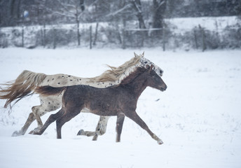 Appaloosa mare with foal in snowy field