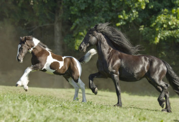 Frieisian mare with Drum Horse foal cross