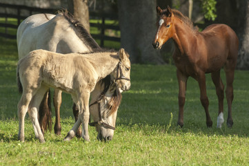 Warmblood mares and foals in pasture