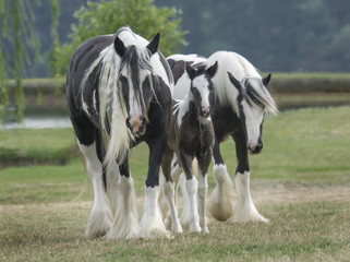 Gypsy mares with foal