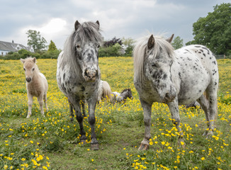 Herd of Falabella Miniature horse mares and foals in field of yellow flowers, Warton, U.K.