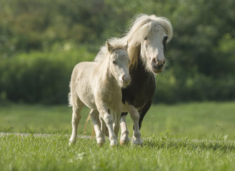 Obraz premium Miniature horse foal runs with mare at side